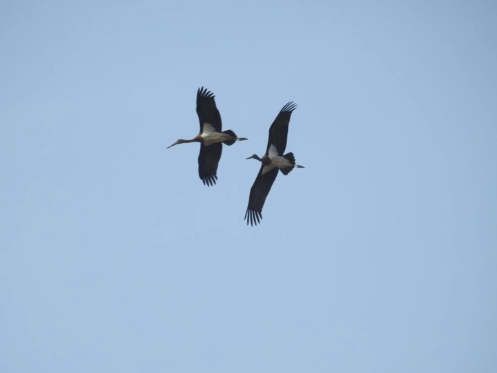 山西鳥類種群進一步擴大     劃定40處重點候鳥遷徙通道