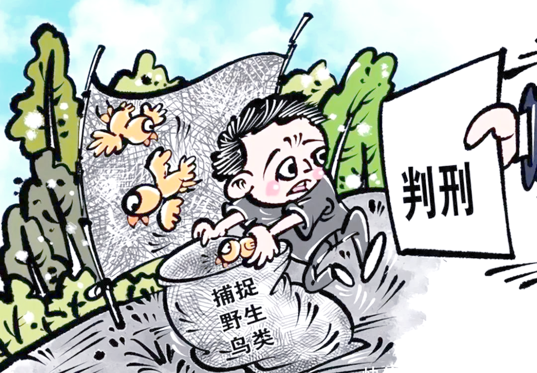 保護鳥類   打擊犯罪     最高法、公安部、國家林草局聯合發佈涉鳥類保護刑事典型案例   