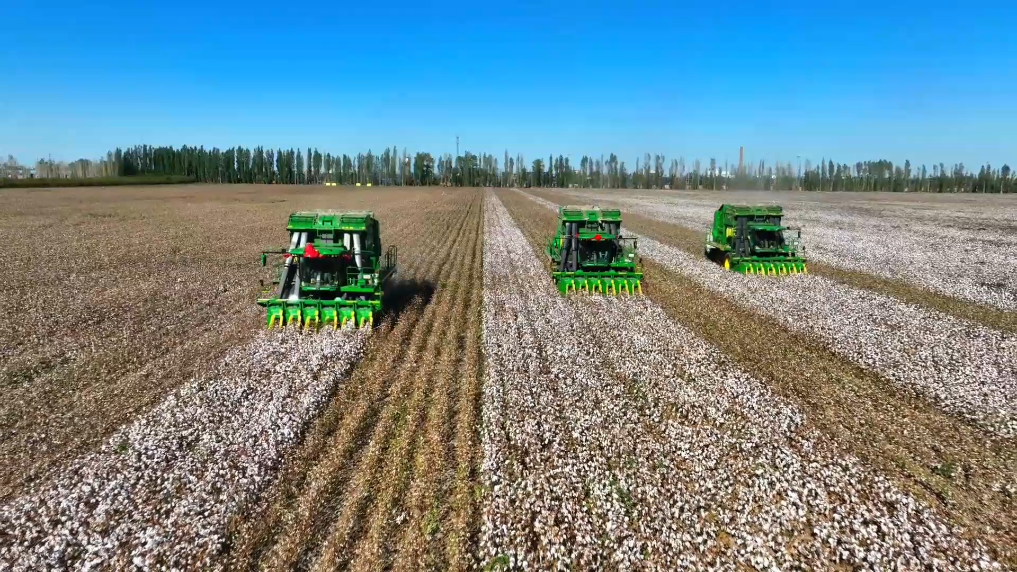 新疆棉花產量首次突破600萬噸   